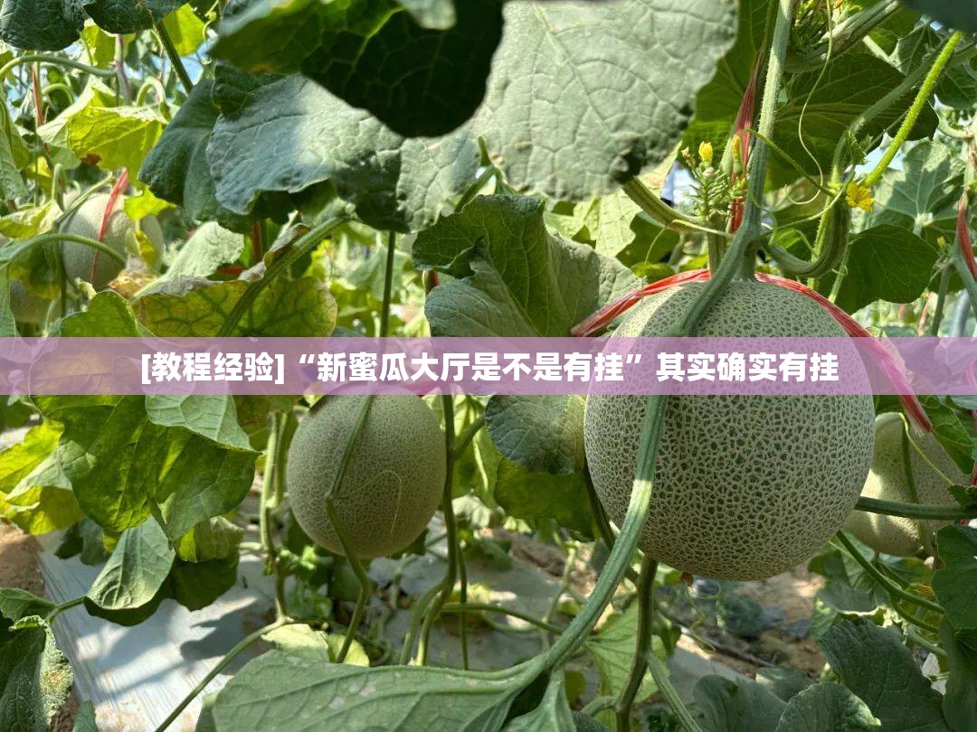 [教程经验]“新蜜瓜大厅是不是有挂”其实确实有挂