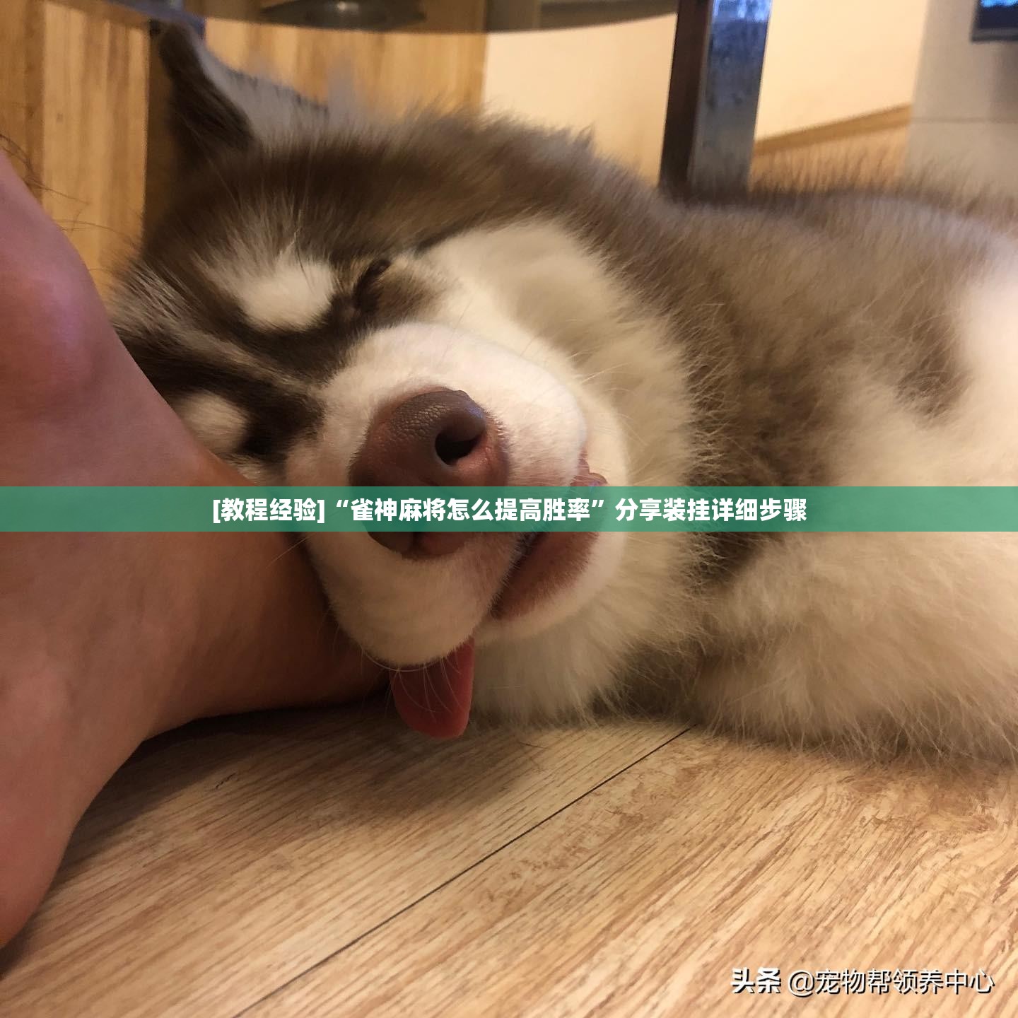 [教程经验]“雀神麻将怎么提高胜率”分享装挂详细步骤